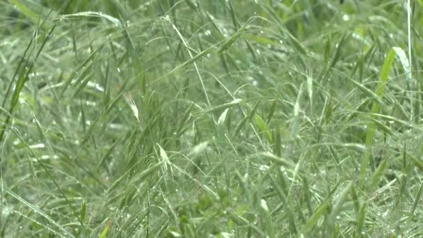 Groen gras in ochtenddauw — Stockvideo