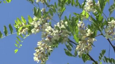 bir akasya çiçek şube