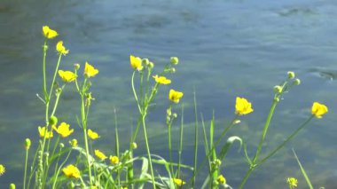 nehir kıyısında çiçek