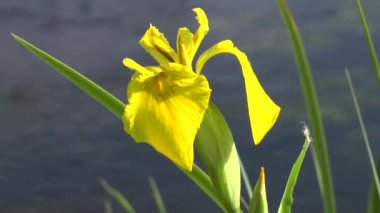 nehir kıyısında çiçek