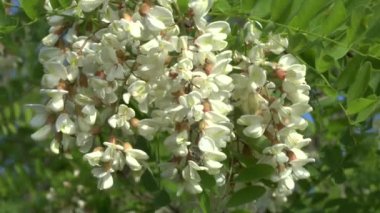 bir akasya çiçek şube