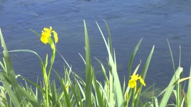 nehir kıyısında sarı çiçek
