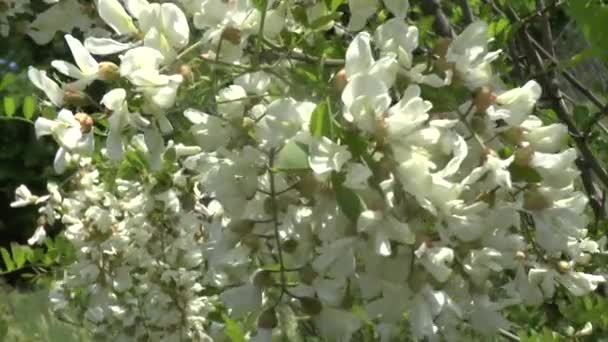 Branche florissante d'une acacia 