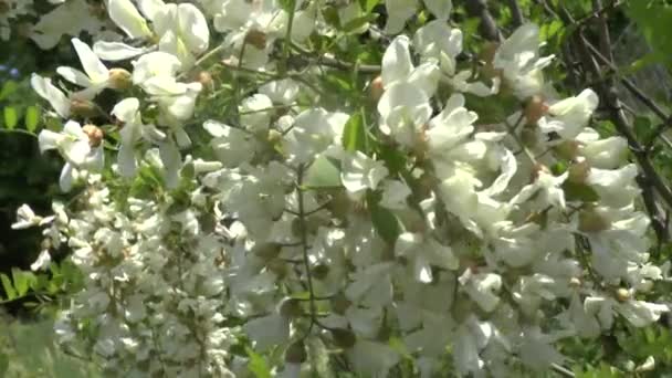 Blossoming branch of an acacia — Stock Video