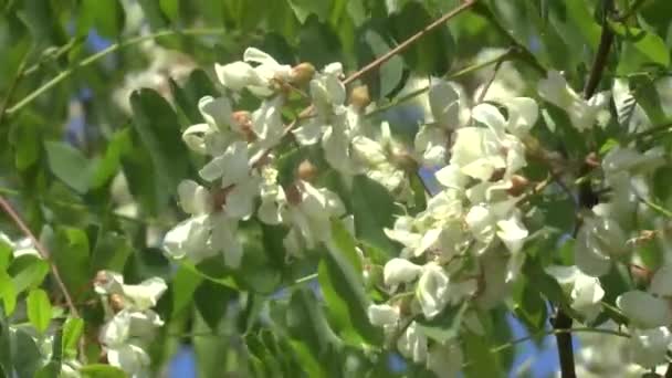 Blossoming branch of an acacia — Stock Video