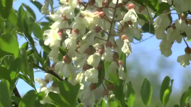 Ramo fiorente di un'acacia — Video Stock