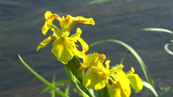 Blommor på kusten av floden — Stockvideo