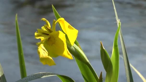 Bloemen op de kust van de rivier — Stockvideo