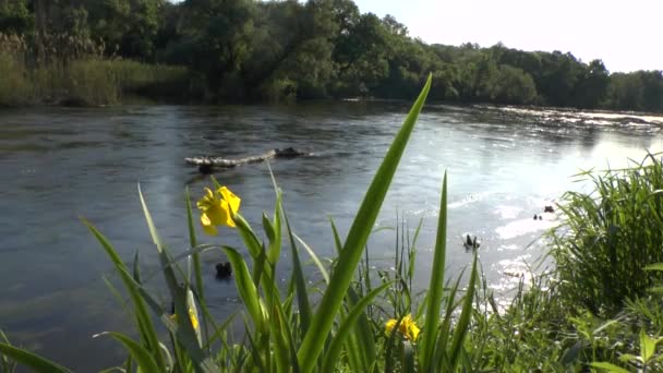 Flores em costa do rio — Vídeo de Stock
