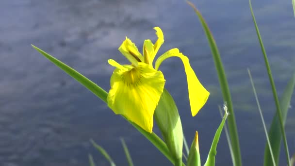 Žluté květy na pobřeží řeky — Stock video