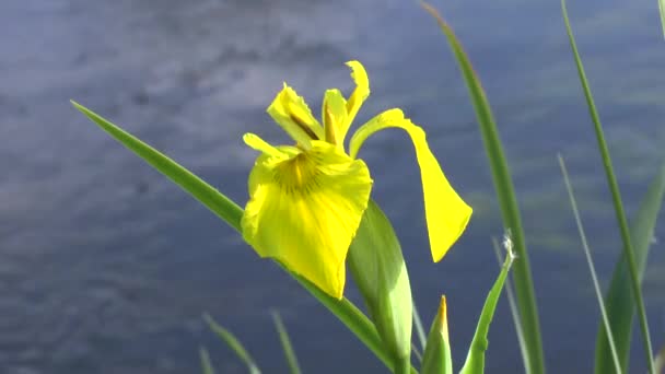 Yellow flowers on coast of the river — Stock Video