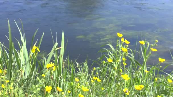 Желтые цветы на берегу реки — стоковое видео