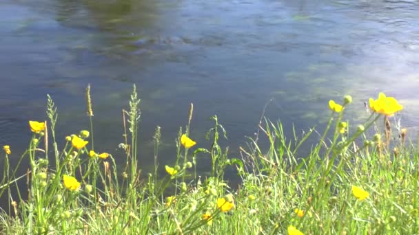 Flores amarelas na costa do rio — Vídeo de Stock