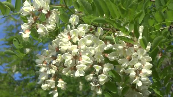 Bloeiende tak van een acacia — Stockvideo