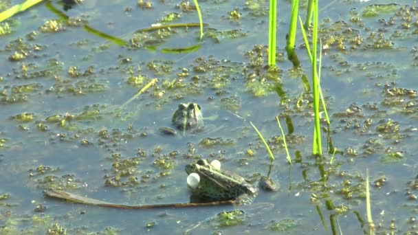 カエルが水の中に座って — ストック動画