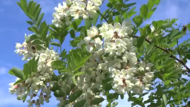 Blossoming branch of an acacia — Stock Video