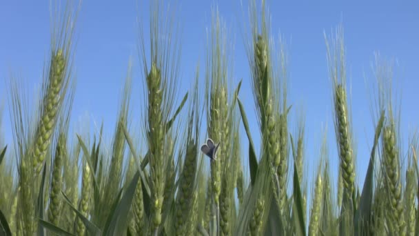 Campo de trigo — Vídeo de Stock