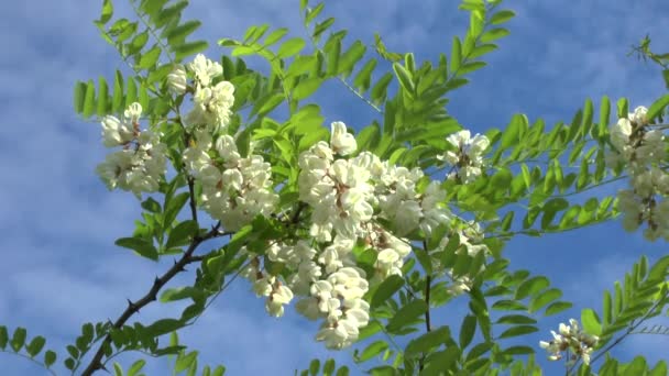 Blossoming branch of an acacia — Stock Video