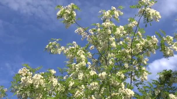 Blossoming branch of an acacia — Stock Video