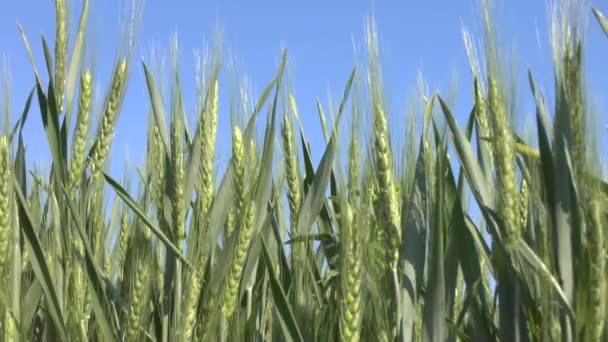 Wheat field — Stock Video