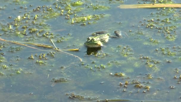 Βάτραχος κάθεται στο νερό — Αρχείο Βίντεο
