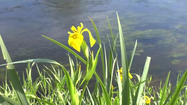 Žluté květy na pobřeží řeky — Stock video