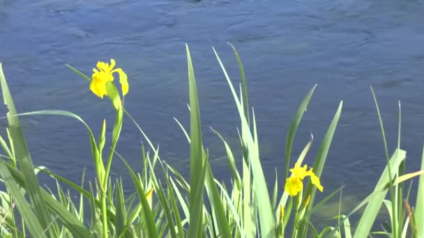 Gula blommor på kusten av floden — Stockvideo