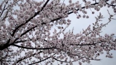 Çiçek açan Ağaç