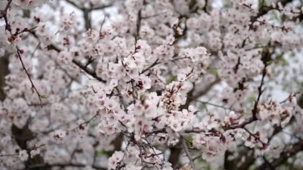 Blossoming tree — Stock Video