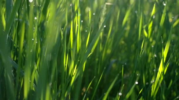 Grönt gräs i morgondagg — Stockvideo