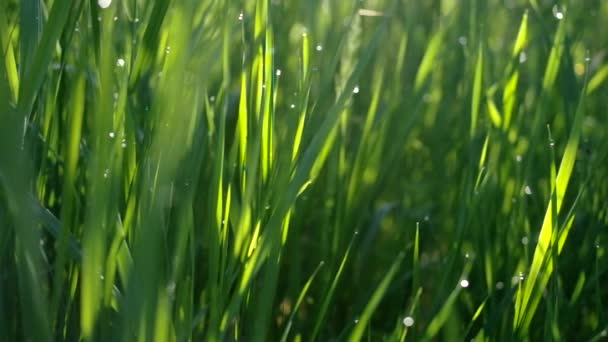 Herbe verte le matin rosée 