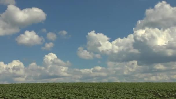 Rörelse av moln över ett grönt fält — Stockvideo