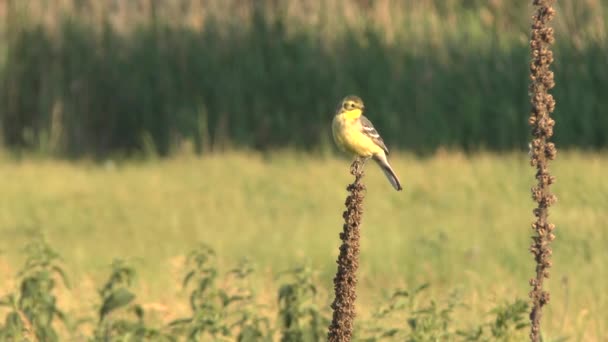 Beautiful small bird — Stock Video