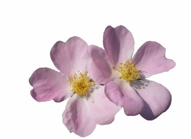 pembe kuşburnu çiçeği makro