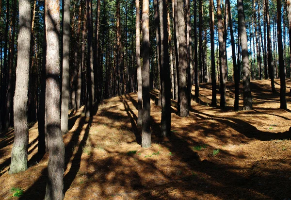 Το πρωί σε πευκόφυτο δάσος. — Φωτογραφία Αρχείου