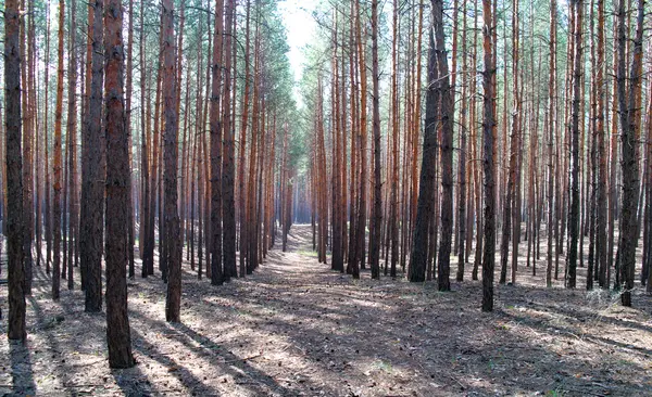 Mañana en el bosque de pinos . — Foto de Stock