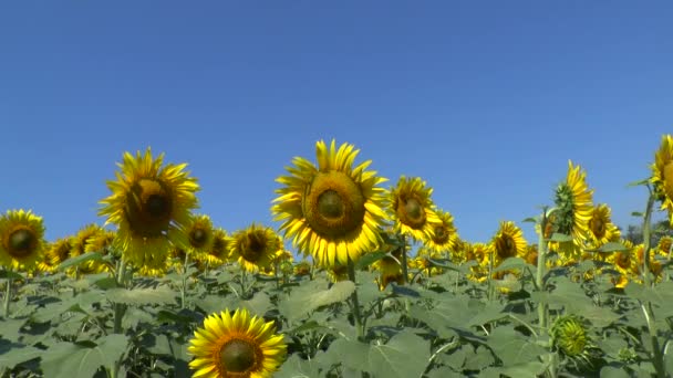 Campo de girasoles — Vídeos de Stock