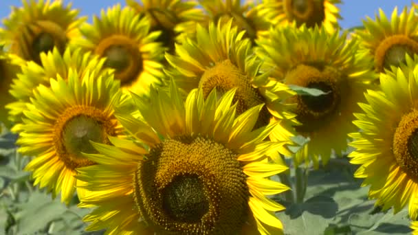 Champ de tournesols 