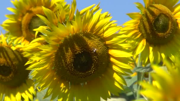 Champ de tournesols 