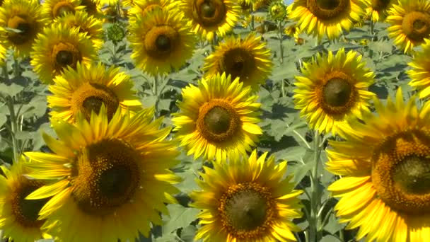 Champ de tournesols 