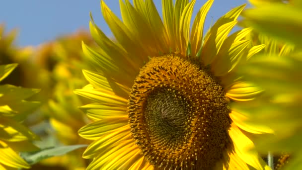 Zonnebloemen veld — Stockvideo