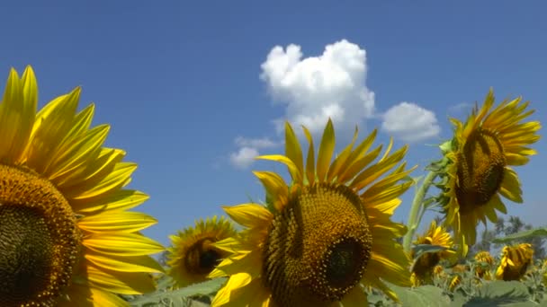 Champ de tournesols 