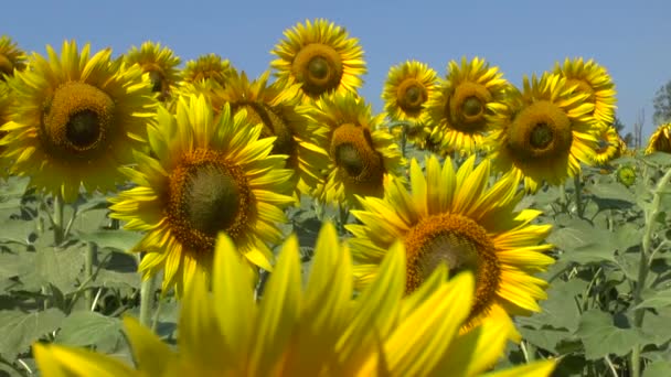 Champ de tournesols 