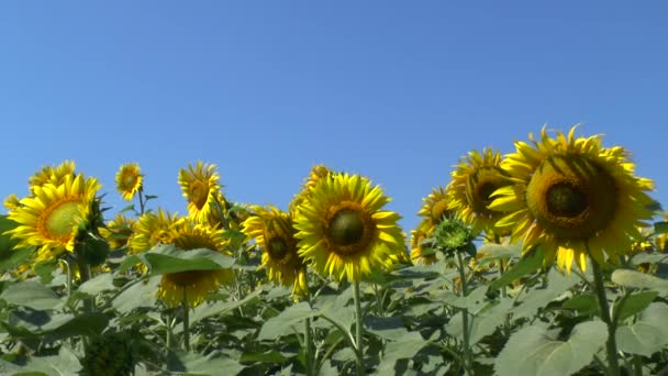 Champ de tournesols 