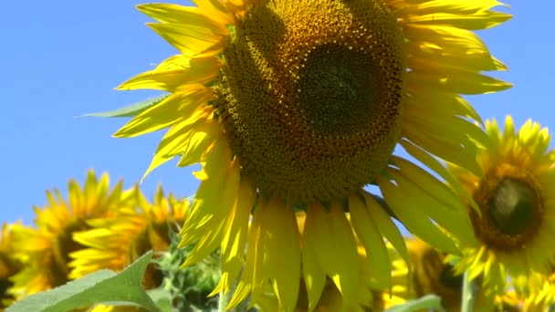 Champ de tournesols 