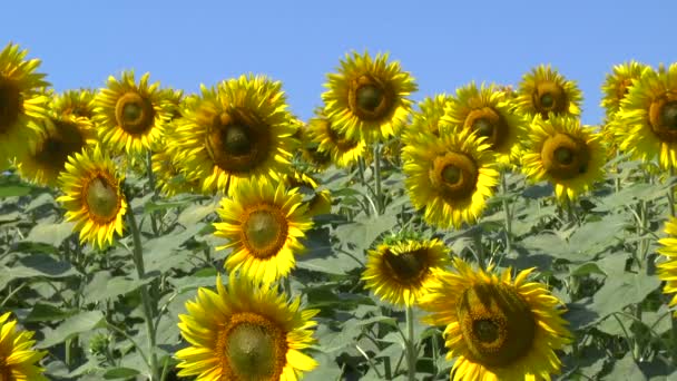 Sunflowers field — Stock Video