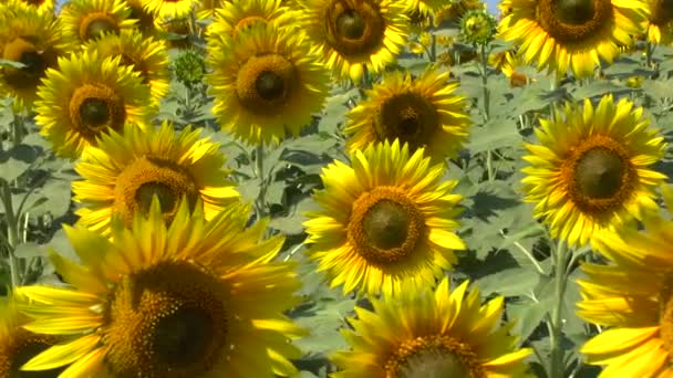 Sunflowers field — Stock Video