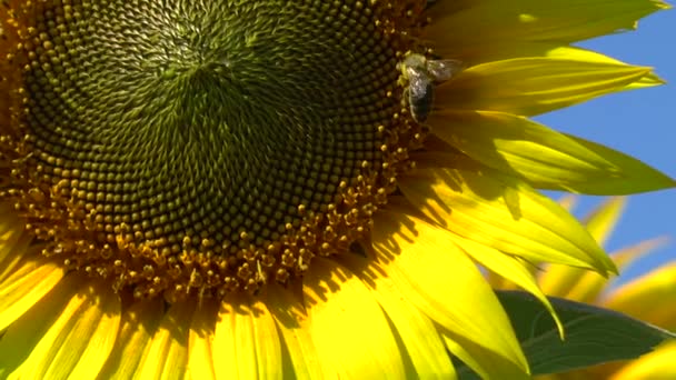 Соняшник поля — стокове відео
