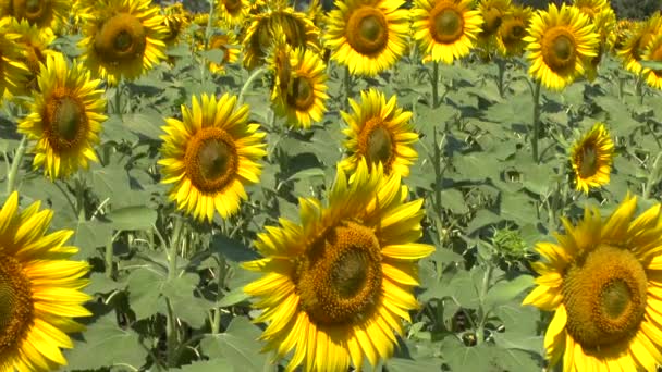 Sunflowers field — Stock Video