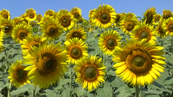 Sunflowers field — Stock Video